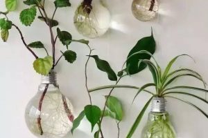 【植物角】这样布置的植物角简直是花园，谁敢说它不美